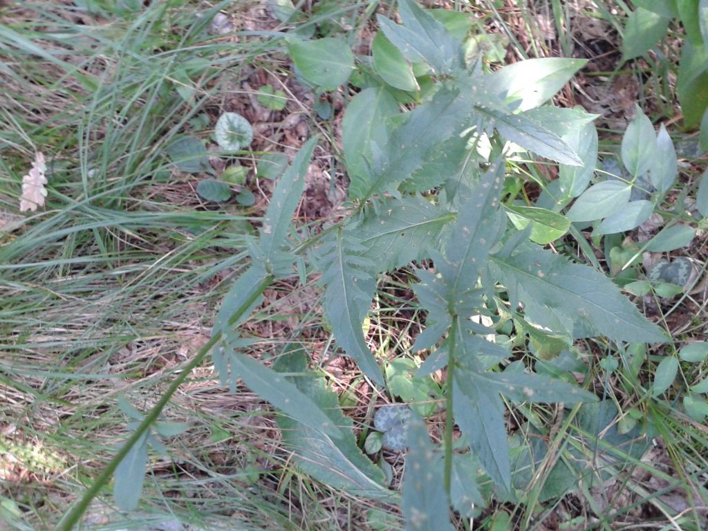 Serratula tinctoria (Asteraceae)